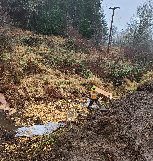 Recovering 20,000 LBS of Potatoes